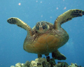 Green Sea Turtle