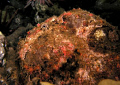 Frog Fish Night Dive Ulua Beach, Maui HI