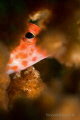 Fish hiding in coral, La Paz, Mexico