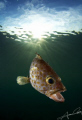 Fish feeding at dusk. Tioman Island Malaysia