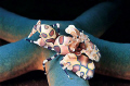 Harlequin shrimp