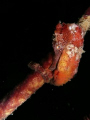 Red seahorse at Town Pier in Bonaire