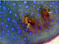 Blue spotted ray, Tiran Island