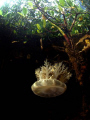 Jelly fish in the mangroves