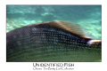 Patterns.  Chankunnab Park, Cozumel, Mexico.  First underwater experience, first photo.