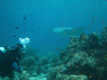 Manta Ray - Maldives