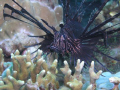 just when the halloween is over!... i shot this creepy looking black-colored  lion fish last weekend .... at talikud island, Davao Gulf, Mindanao, Philippines. happy haloween, still!!!