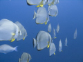 Longfin Spadefish Ras Ghozlani-Ras Mohammed National Park