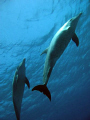 Awesome dive with Dolphins during safety stop, Abu Nuhas, Red Sea, Egypt.
Canon G7 Camera and housing