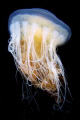 Egg-Yolk Jelly fish, Puget Sound