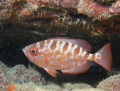 Glasseye Snapper at Elbow Reef, Key Largo Florida