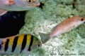 Chankunnab Park, Cozumel, Mexico.  First experience, one of only two photos.  Part of a puffer, part of an unknown fish (What kind is it?), and part of a sergeant major.  