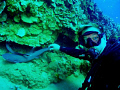 Diver and buddy.  I've watched these two white tip sharks be born and then grow up.  It's so amazing how docile they are. Believe it not, I TOOK THIS PHOTO OF MYSELF..!!..!!..