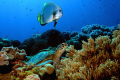 Dive Buddies
Saw this unusual pair of a Green sea turtle and a Batfish on an early morning dive in Apo Island in Dumaguete Province