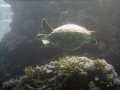 Hawksbill turtle, Rabiqh. DC500