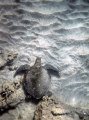 Turtle on the Sand.
Maui (near black sand beach, Makenna).  Taken with a Nikonos-V.