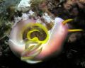 Nudibranch laying eggs in a spiral. Picture taken with an Olympus C-750UZ and a Sealife SL-960D strobe at Pulau Perhentian site: De Lagoon