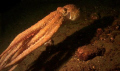 Puget Sound Red Octopus