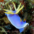 Nudibranch Stretch - Taken at Kirby's Rock divesite in Anilao Batangas. Camera Used: Canon Powershot A620, no strobe - 090907