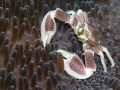 Porcelain Anemone Crab. Taken at a dive site called 'Lankan Reef' in North Male' Atoll, Maldives.