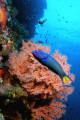 Moon wrasse.  Taken at Kirby's Point in Tingloy, Batangas