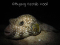 Dozing Puffer - Taken on a night dive at Sabang Wrecks divesite in Puerto Galera,  Mindoro. Camera Used: Canon Powershot A620, no strobe - 080907