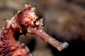 Seahorse profile.  Taken in the Basura dive site in Mabini (Anilao), Batangas