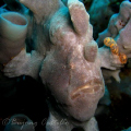 Frog Fish - Taken at Kirby's Rock dive site in Anilao Batangas. Camera Used: Canon Powershot A620, no strobe. - 080507