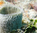 This tiny sponge reminds me of a vase with the plant dumped out. Taken with an Olympus SP550UZ at Key Largo, Florida.