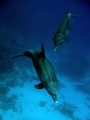 Lovely free swimming dolphins near Abu Nuhas, Red Sea, Egypt. I used a Canon G7 Camera in Canon housing.