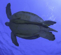 Turtle heading for the surface at Marsa Abu Dabab Southern Red Sea November 2007