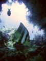 Batfish swimming by wreck Dan Raven.