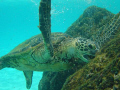 Green Sea Turtle, South Kohala Coast, Hawaii - 2007 AUG 06