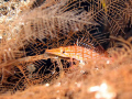 Longnose Hawkfish (Oxycirrhites typus) in sea fan, Big Drop, Palau