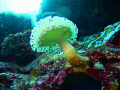 Solomon Islands August 2007. My first contest entry.Taken with Sea & Sea DX 860G and strobe. I believe it is a Plumose Anemone. Thanks, Cheryl