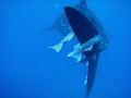 A whale shark during the safety stop in the Sea of Cortez...