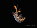 Swimming nudibranch. Flores.