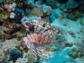 lionfish red sea