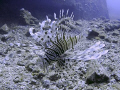 Pterois Volitans near Dunraven Wreck