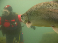 A trout looking at my Buddy Capernwray inland site uk July 2007