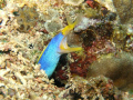 Ribbon eel (moray), Rhinomuraena quaesita