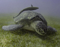 Turtle and Remora Marsa Abu Dabab