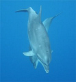 Close Encounter. Ascension Island 2007.UK SELECTED AS THERE IS NO  LISTING FOR ASCENSION ISLAND.