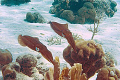 2 squid swimming over reef, taken in Curacao, NA