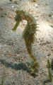 nice little sea horse