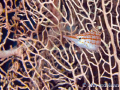 Long nose hawk fish on a gorgonian. Canon D400, 105mm