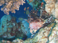 Scorpian fish at the blue hole in Dahab. Taken with a Canon G7 and Canon housing