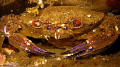 A velvet Crab shot at St Abbs Marine Reserve, Scotland August 2007