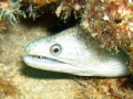 Beautiful White Eel off the North Shore of Oahu.