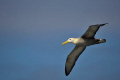 Albatross in flight